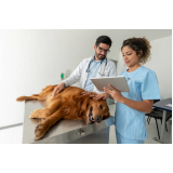 cálculo urinário para cães tratamento preço Vila Belmiro