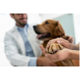 cálculo urinário para cães tratamento Macuco