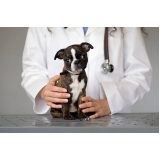 Cálculo Urinário em Cães Tratamento
