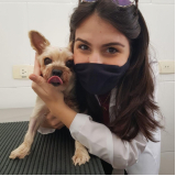 clínica 24 horas veterinária telefone Boqueirão