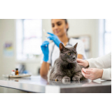 clínica de exame fiv felv completo em gato Cibratel 2