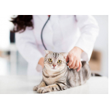 clínica de exame fiv felv em gatos Boqueirão