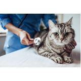 clínica de exame fiv felv gato para filhote Cibratel 1