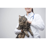 clínica de exame fiv felv gato teste rápido Jardim Aguapeu