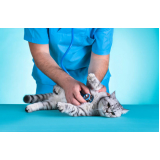 clínica de exame fiv felv para gatos Pompéia