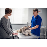 clínica diagnóstico veterinário Estuário