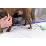 clínica para exames laboratoriais para animais silvestres Ocian