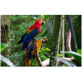 clínica para exames laboratoriais para papagaio Pitangueiras