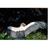 clínica para sexagem em ave silvestre Porto Alemoa