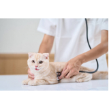 clínica para teste de fiv e felv para gatos Itaóca