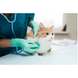 clínica para teste fiv e felv completo gatos Santa Maria -