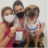 clínica veterinária 24h contato Belas Artes