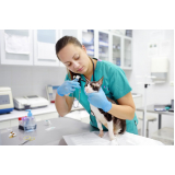 clínica veterinária papagaio endereço Vila Belmiro