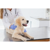 clínica veterinária para cães Gonzaga