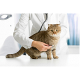 clínica veterinária para gatos Vila Caiçara