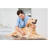 Clínicas Veterinária para Cão