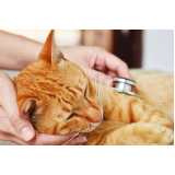 clínicas veterinária para gato Porto Alemoa