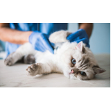 clínicas veterinária para gatos perto de mim Pompéia