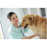 contato de clínica veterinária para cachorro Agenor de Campos