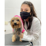 contato de clínica veterinária popular Centro de Guarujá