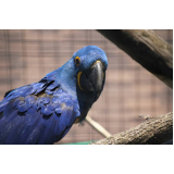 contato de clínicas veterinária para pássaros Pitangueiras