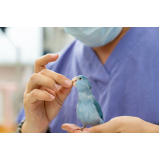 contato de clínicas veterinária para pets Cibratel 1