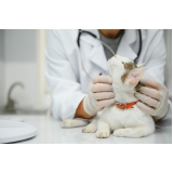 contato de laboratório veterinário exame de fezes animal Macuco