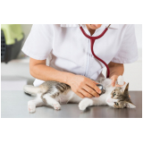 endereço de clínica de exame para gato Santa Maria -