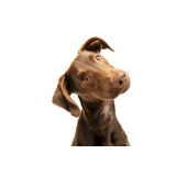 exame de citologia em cães preço Morro Caneleira