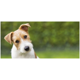 exame de citologia em cães valores Santa Eugênia