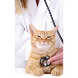 exame de fezes de gato clínica Porto Valongo