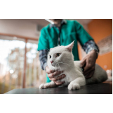 exame de fezes em gatos clínica Oásis
