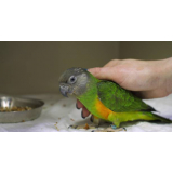 exame de fezes em pássaros clínica Monte Cabrão
