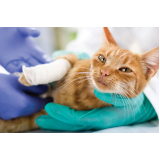 exame de sangue para gatos agendar Gaivotas