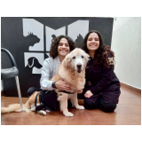 exame de sangue veterinário contato Jardim Aguapeu