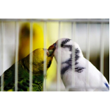 exame de sexagem de aves por dna Centro de Itanhaém