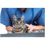 exame fiv felv em gato clínica Jamaica