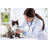 exame fiv felv em gatos clínica Porto Alemoa