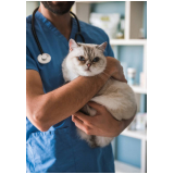 exame fiv felv gato para filhote clínica Centro  de  Mongaguá