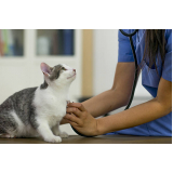 exame fiv felv gato para filhote de gato clínica Tupi