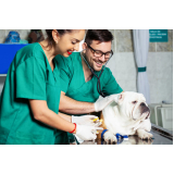 exames laboratoriais para cachorro José Menino