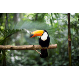 exames laboratoriais para papagaio clínica Guarujá