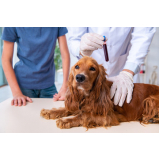 hemograma completo para cachorro marcar Paquetá