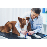 hemograma completo para cachorro Oásis