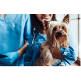 hemograma para cães agendar VIla Cascatinha