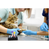 hemoterapia em animais marcar Itanhaém