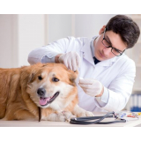 laboratório de veterinária análises laboratoriais contato Vila São Paulo