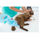 laboratório de veterinária análises laboratoriais Caiçara