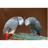 laboratório para sexagem em papagaio Peruíbe
