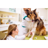 marcar hemoterapia em animais Jardim Real